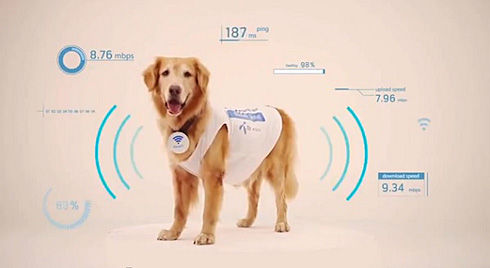 要給你的寵物注射RFID微芯片？